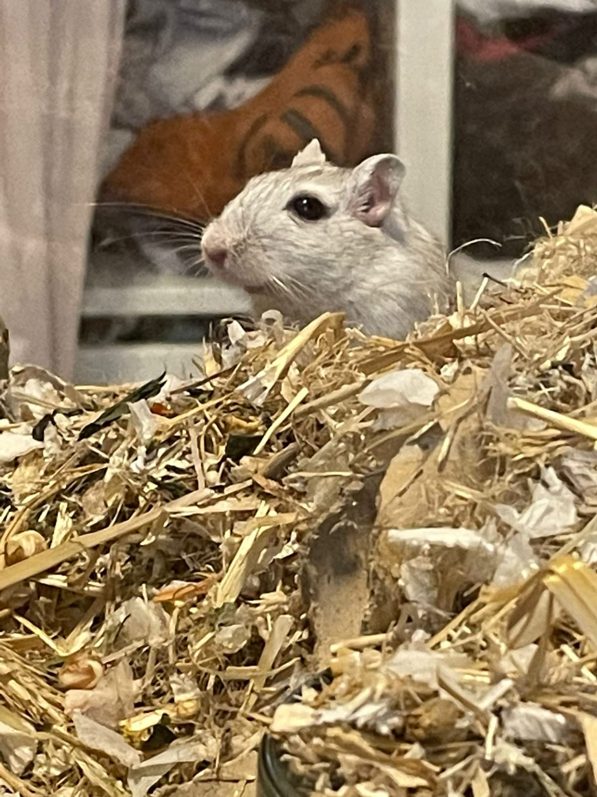 Mr. Crumble Rennmaus-Futter Gerbil 1000 g proteinreich