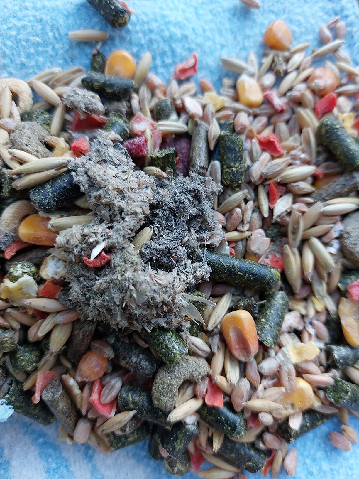 Dehner Lieblinge Meerschweinchenfutter 5 kg ohne Zucker