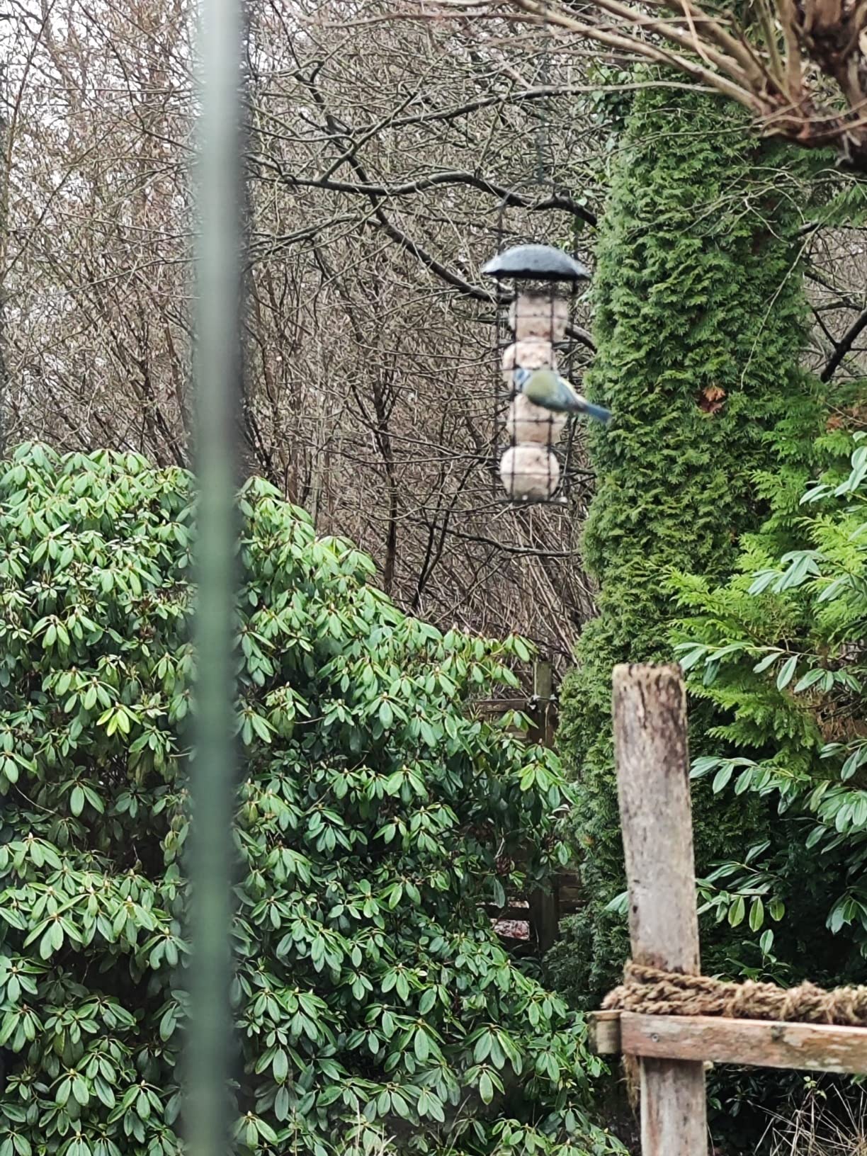Dehner Natura Premium Wildvogel Futtersäule 4 Knödel fettreich