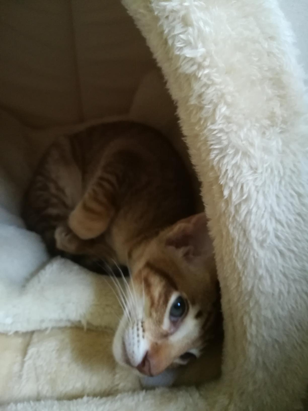Dehner Lieblinge Findus Katzen Kuschelhöhle Grau 40x40x35