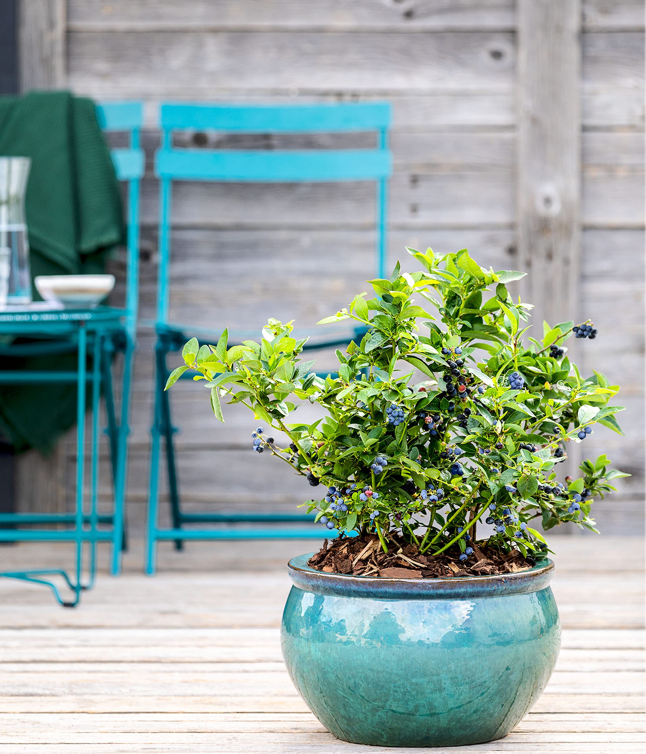 Dehner Gourmet Garten Spartan Heidelbeere 55-65 cm 3 l aromatisch