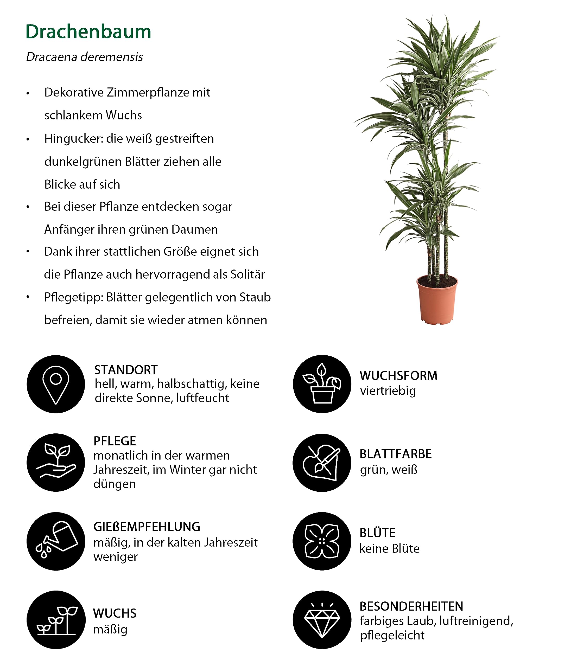 Dehner Premium Lovely White Stripe Drachenbaum Zimmerpflanze 27 cm