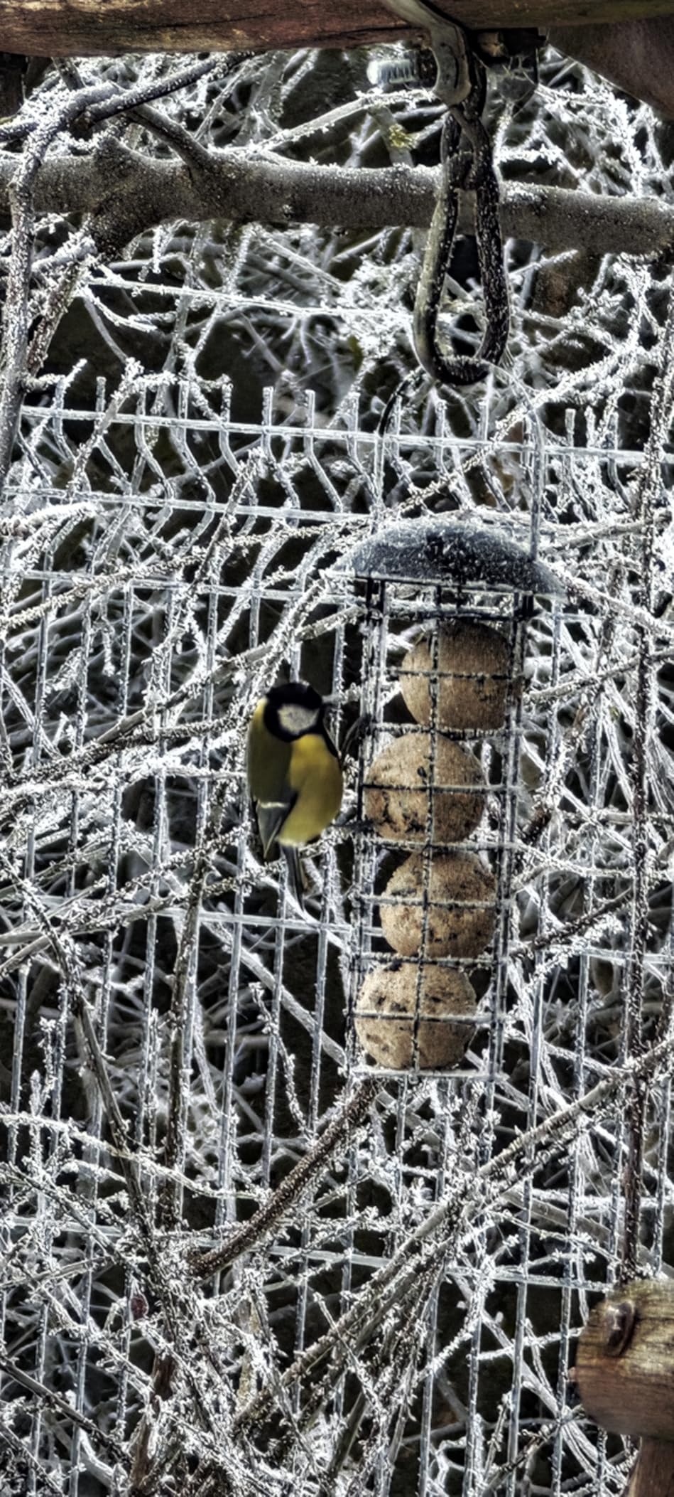 Dehner Natura Premium Wildvogel Futtersäule 4 Knödel fettreich