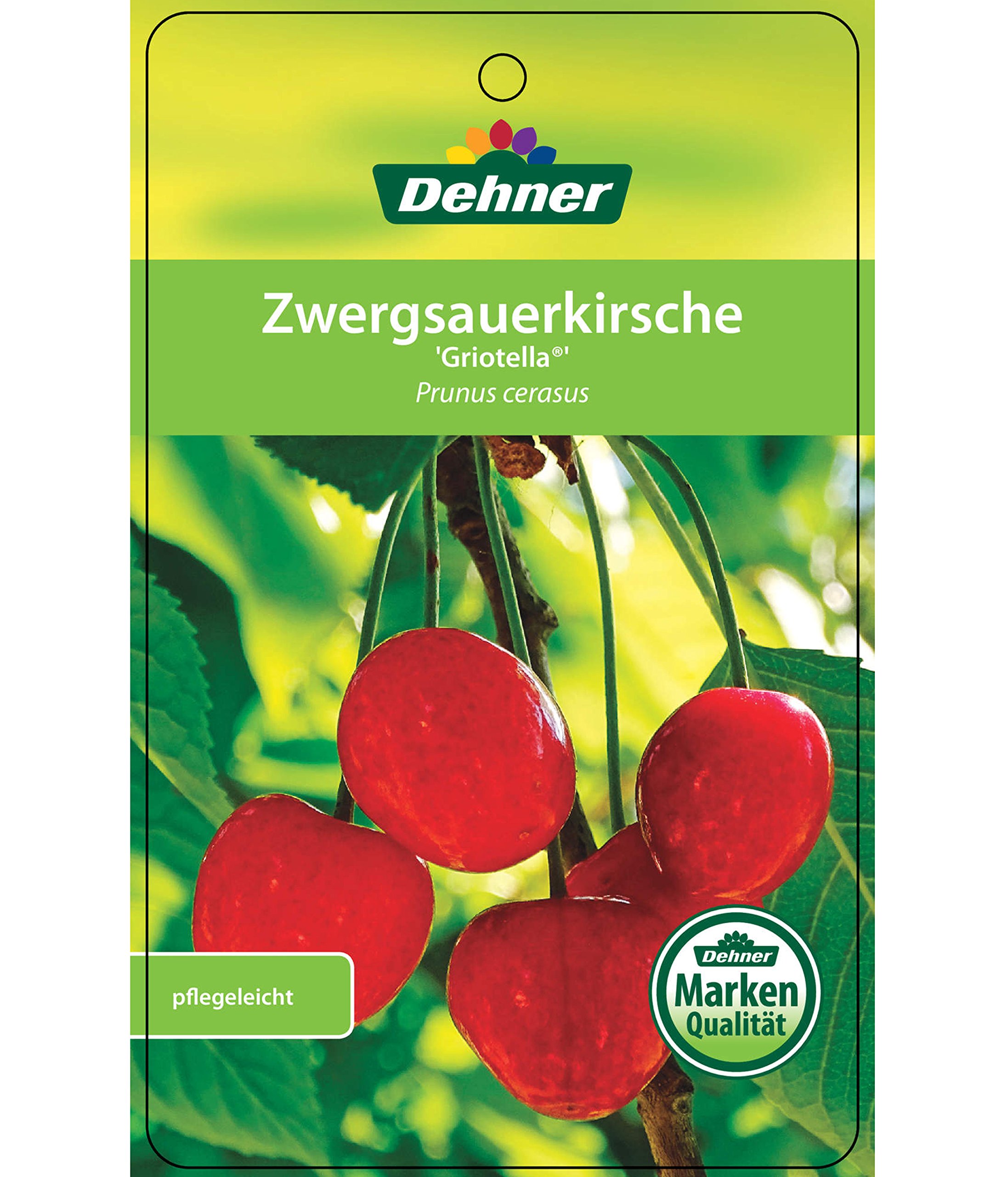 Dehner Griotella Zwergkirsche sauer 80-90 cm 6 l