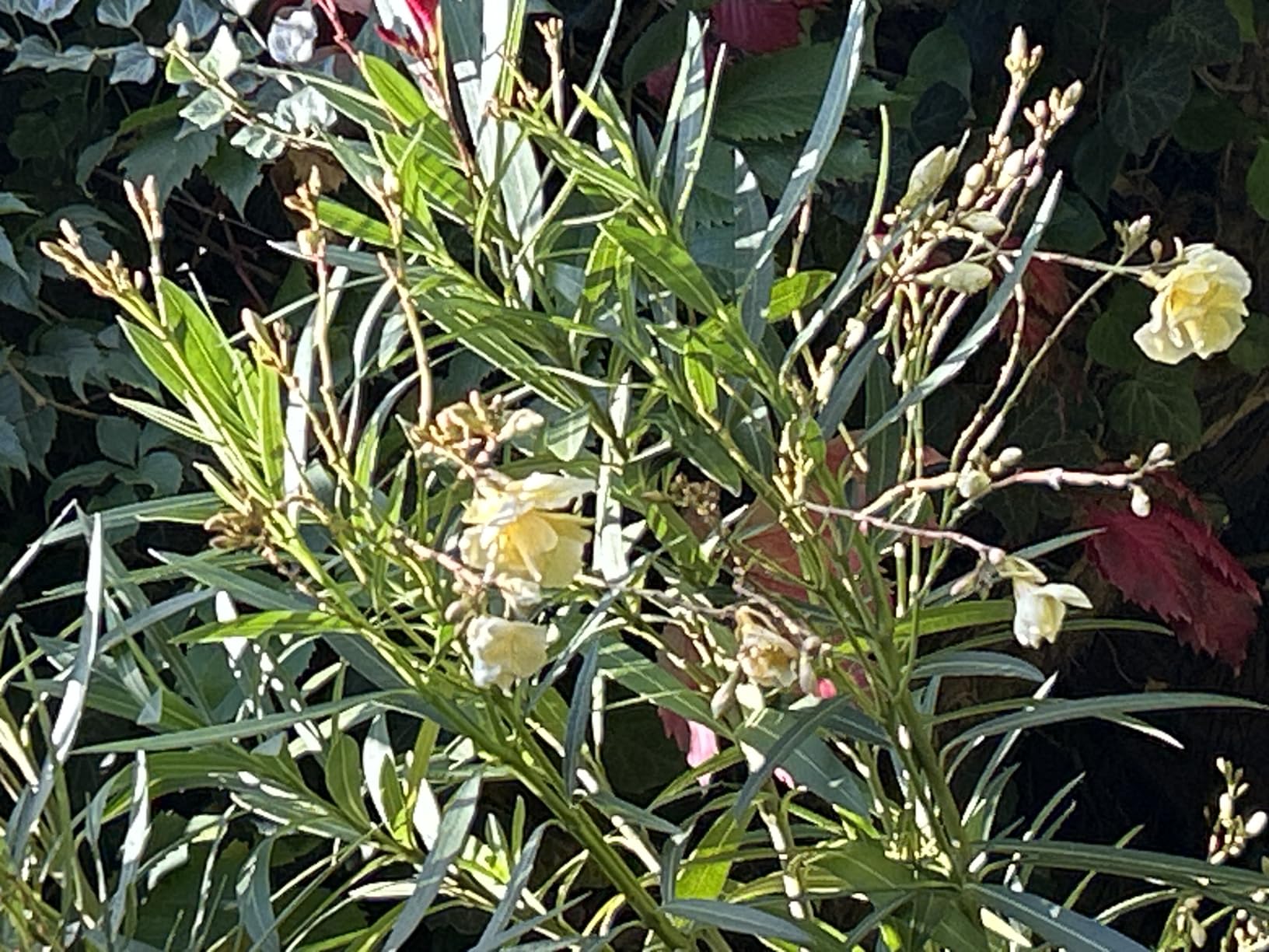 Dehner Oleander- Mediterrandünger Flüssigdünger 500 ml NPK