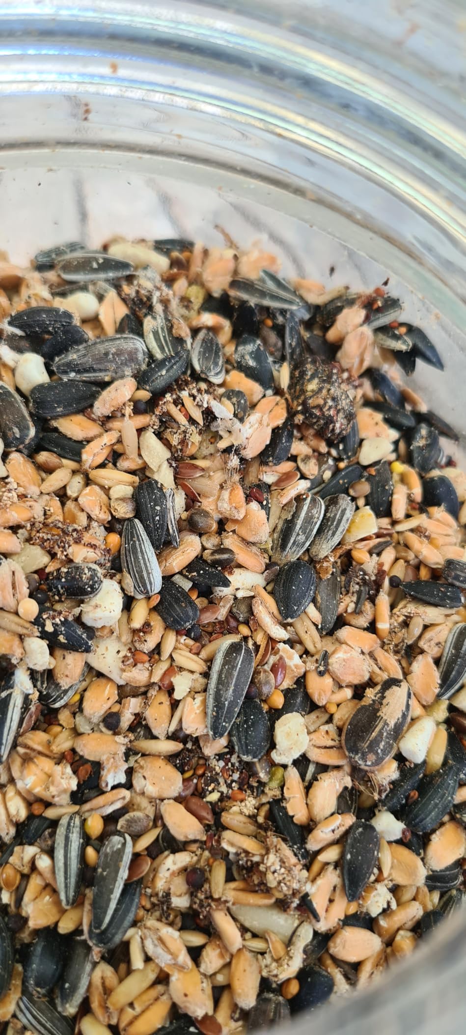 Dehner Natura Premium Wildvogelfutter 5 kg Körner