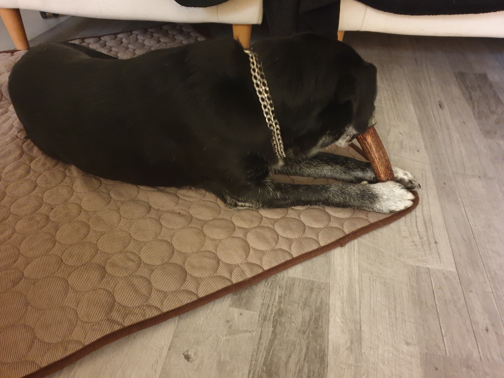 Dehner Best Nature Hundesnack Rothirsch-Geweih L 160 g