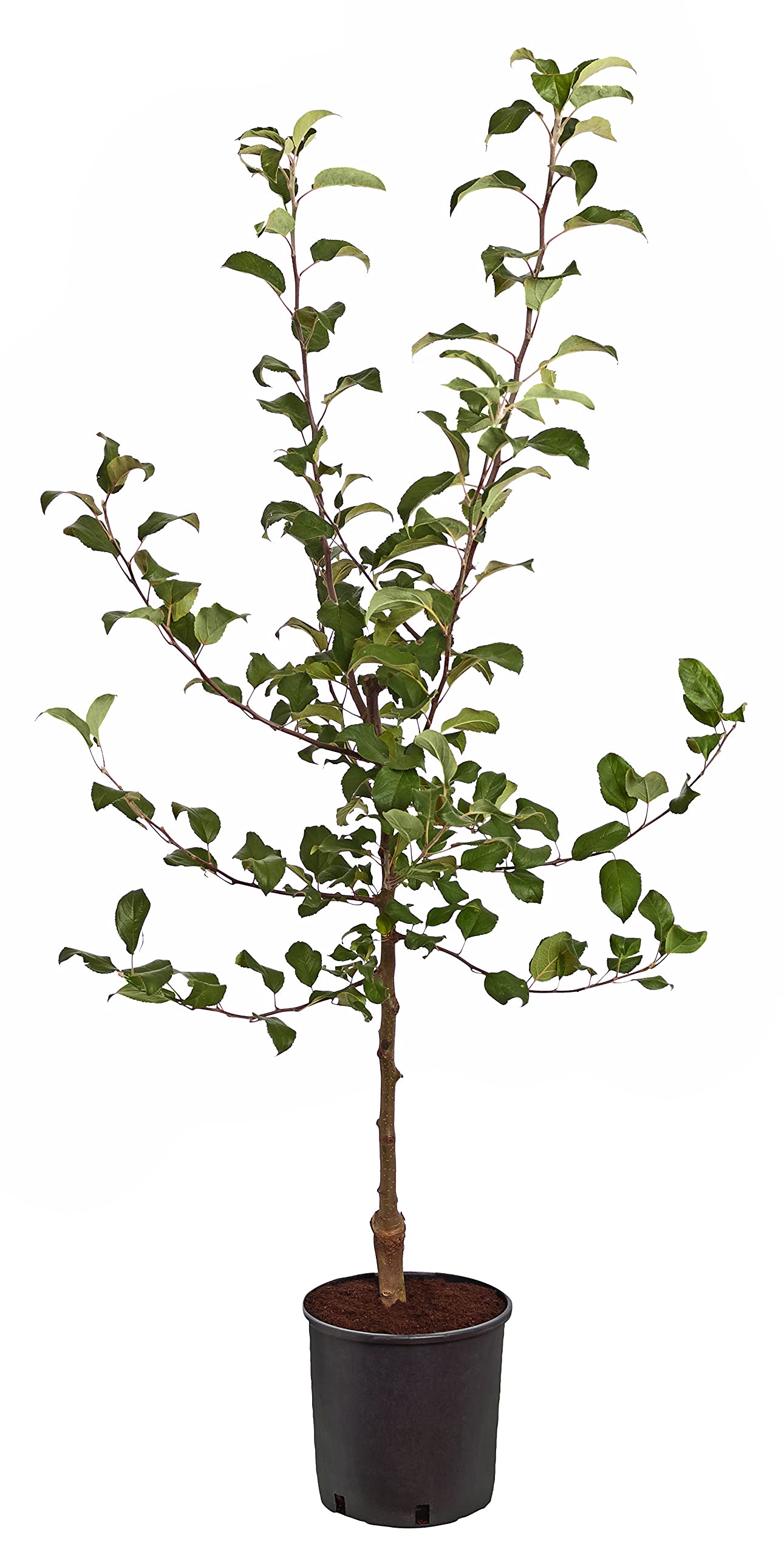 Dehner Baya Marisa Apfel rotfleischig 150-200 cm Neuzüchtung