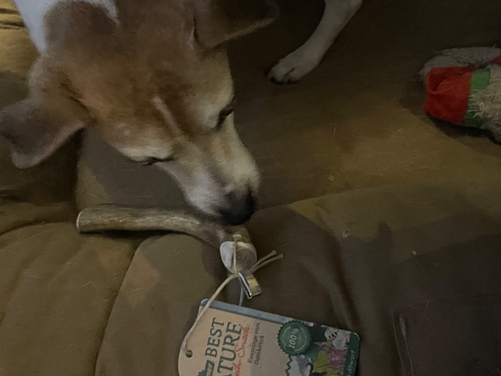 Dehner Best Nature Kaustange Damhirsch-Geweih S für Hunde 8-15kg
