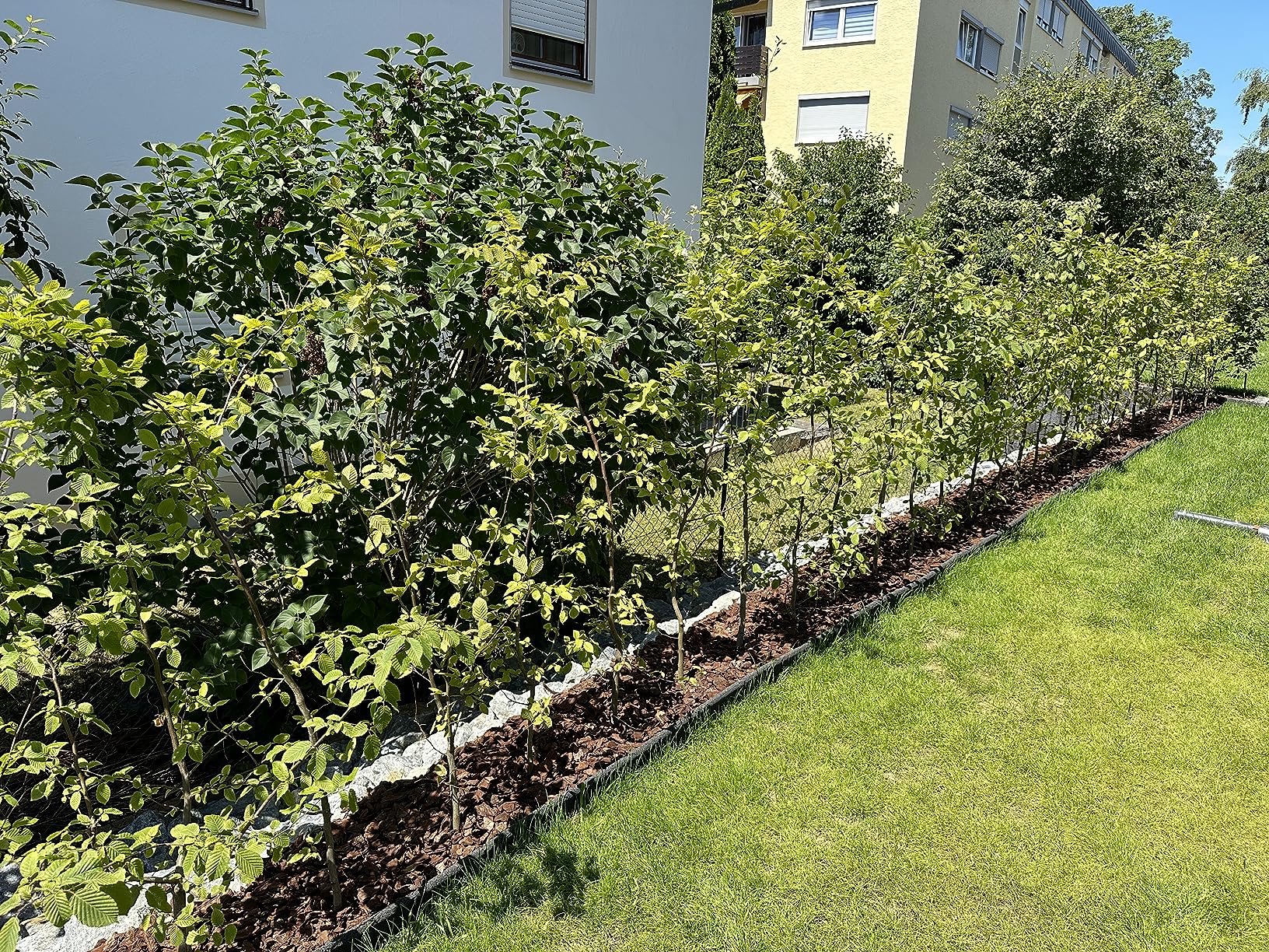 Dehner Bio Hornspäne Naturdünger 2,5 kg Langzeit