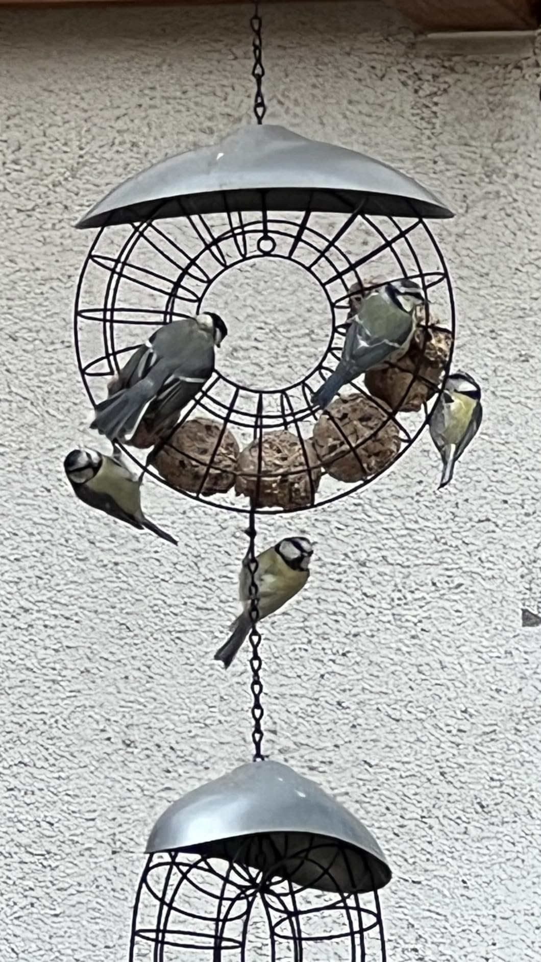 Dehner Natura Meisenknödel Beere ohne Netz 100x90g Eimer