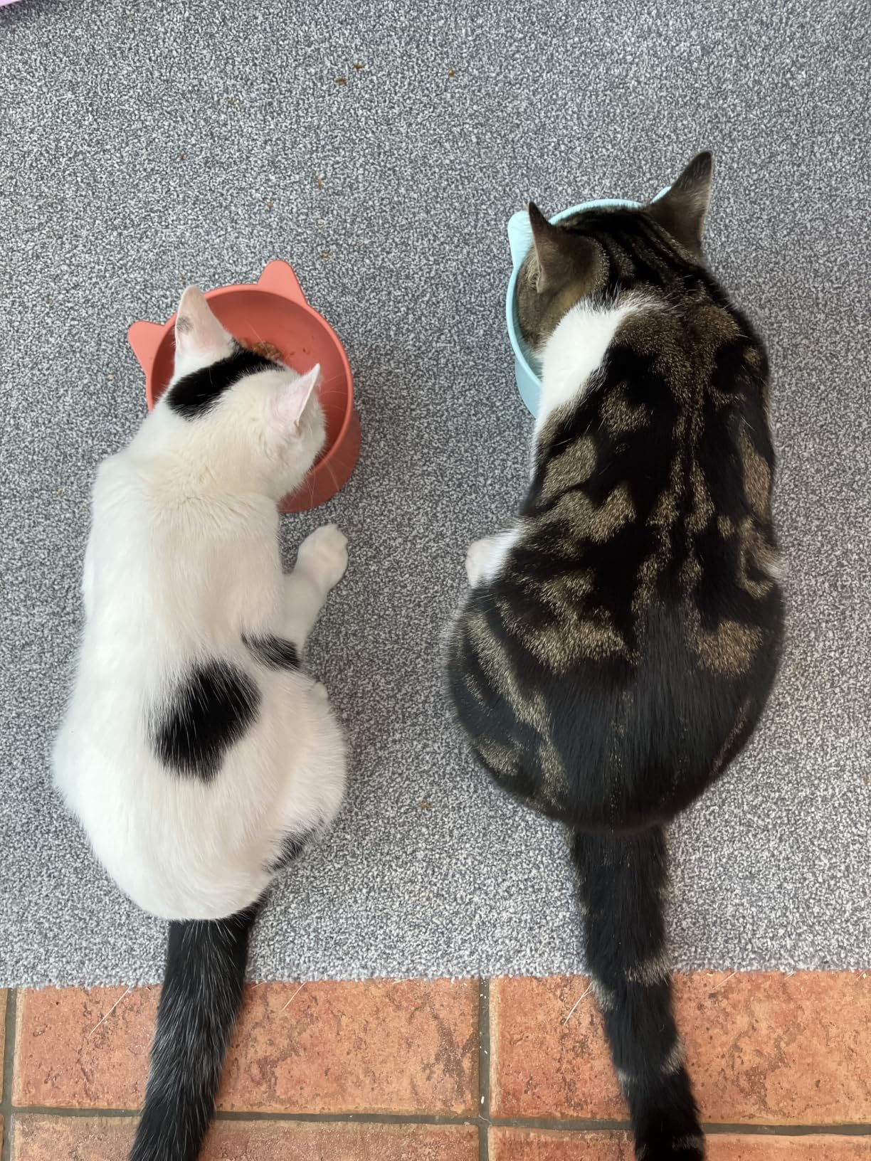 Whiskas Tasty Duo Nassfutter Surf & Turf Gelee 84x85g