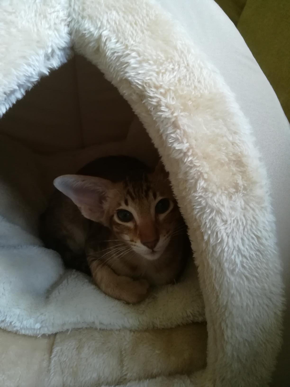 Dehner Lieblinge Findus Katzen Kuschelhöhle Grau 40x40x35