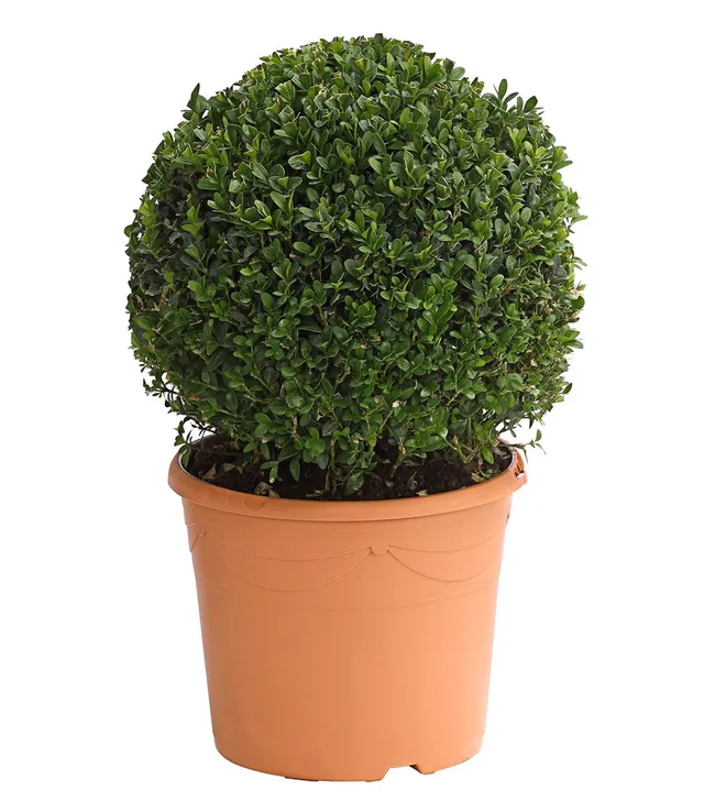 Dehner Buchsbaum Kugel 30 cm 5L Topf winterhart