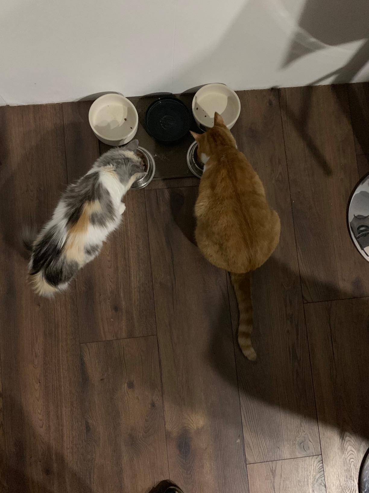 Leonardo Adult Ente Trockenfutter 2kg für Katzen