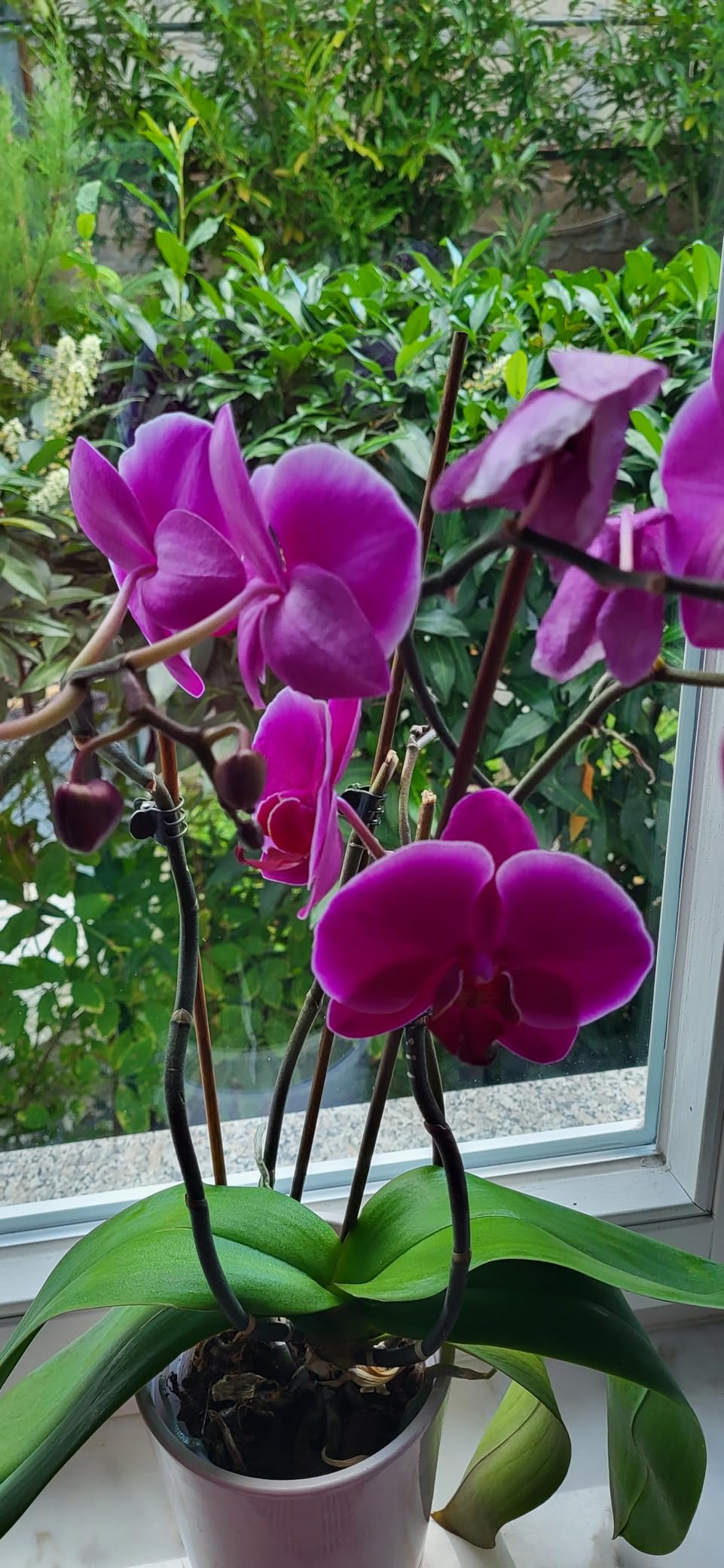 Dehner Orchideen Vitalkur Flüssigdünger 10x30ml