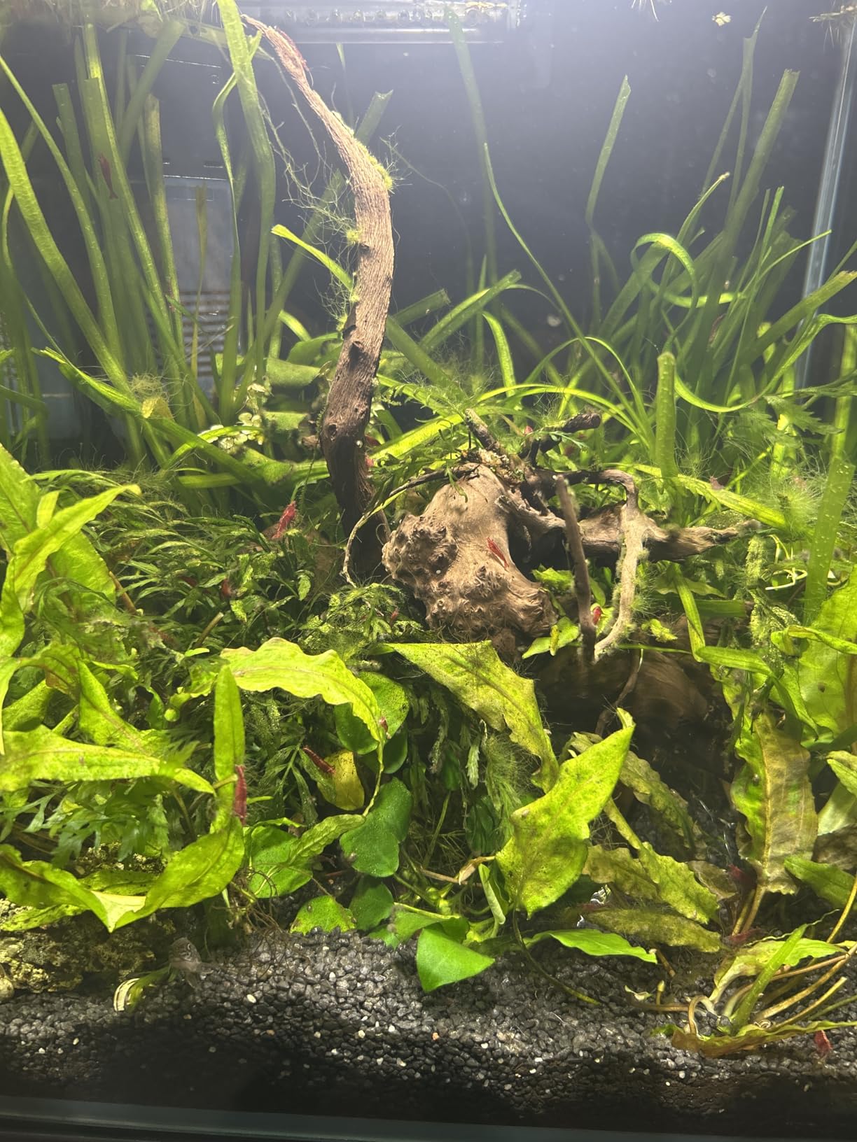Dehner Aqua Aquarienkies 2-4 mm 5 kg rot abgerundet