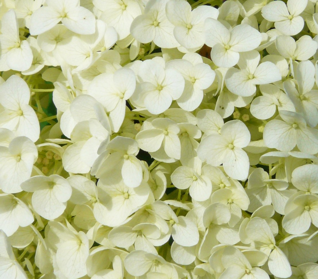 Dehner Strong Annabelle Hortensie creme-weiß 40-50 cm winterhart
