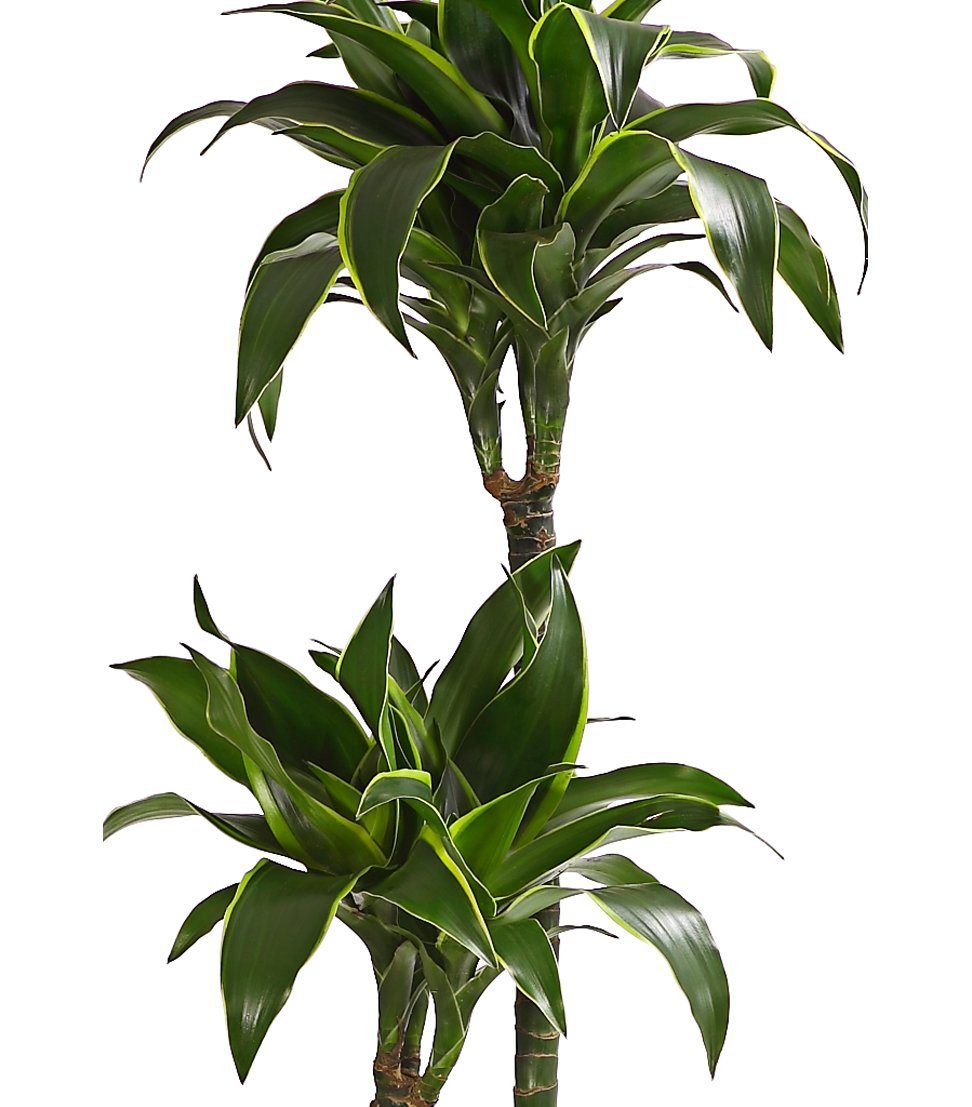 Dehner Lovely Dorado Drachenbaum Zimmerpflanze 120-150 cm 24 cm