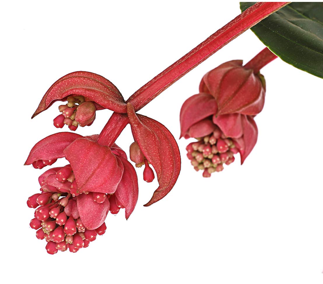 Dehner Premium Lovely Medinille Flamenco rosa-rot Topf 17 cm