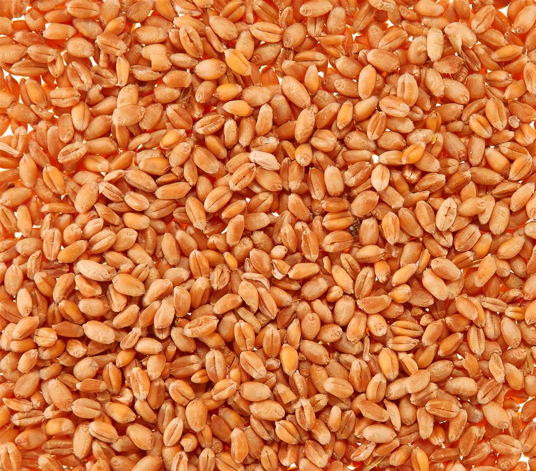 Dehner Lieblinge Katzengras Saatgut 6x100g 600g