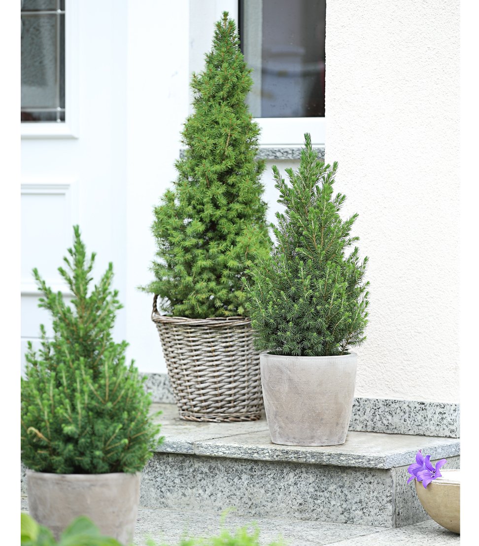 Dehner Conica Zuckerhut-Fichte 50-60 cm Topf 19 cm