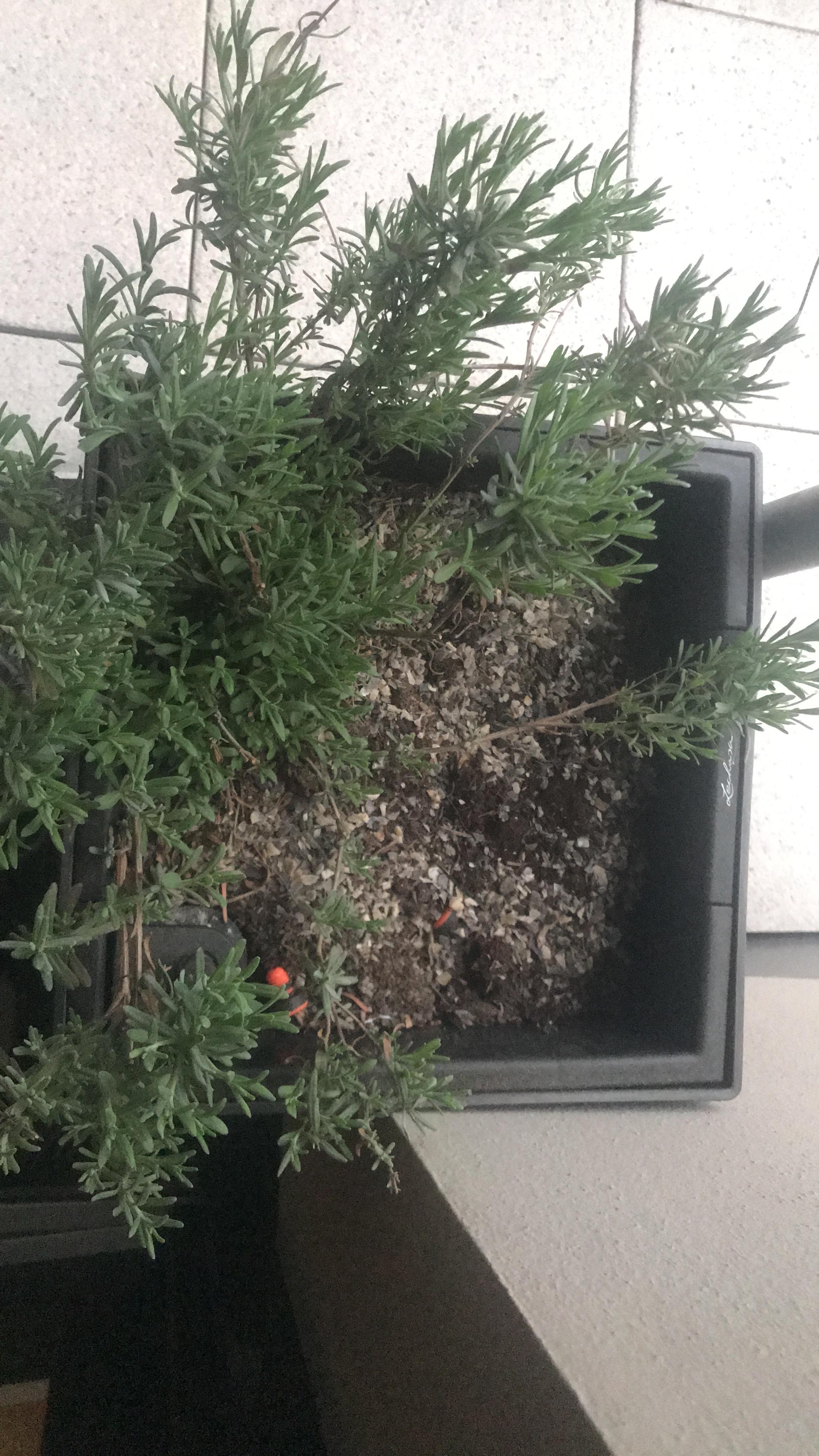 Dehner Bio Hornspäne Naturdünger 2,5 kg Langzeit