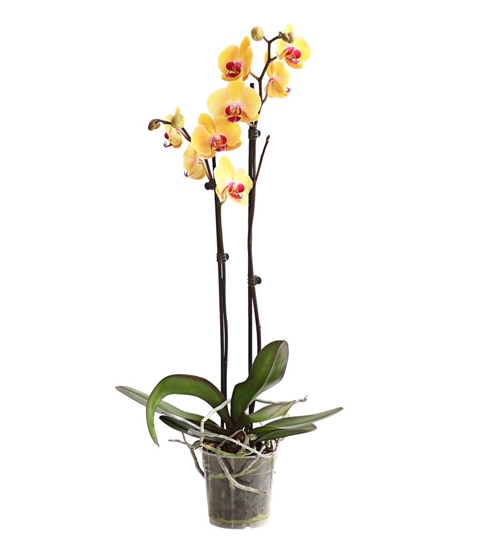 Dehner Premium Lovely Schmetterlingsorchidee Rosa 30-40 cm Topf 12 cm