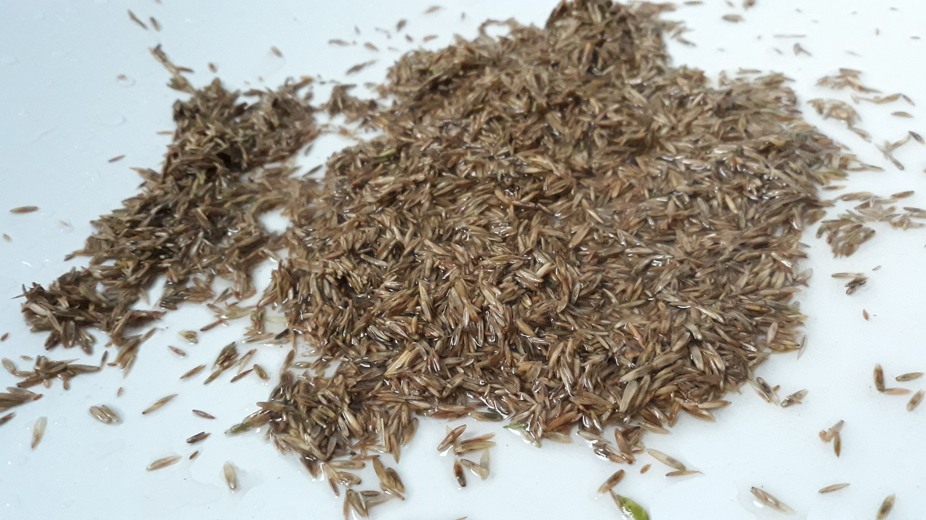 Dehner Aqua Aquarienkies Weiß 1-2mm 3x5kg