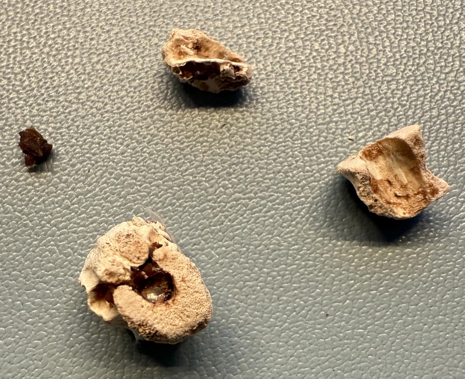 Dehner Wild Nature Hochmoor Nassfutter Ente Pute 16x85g getreidefrei