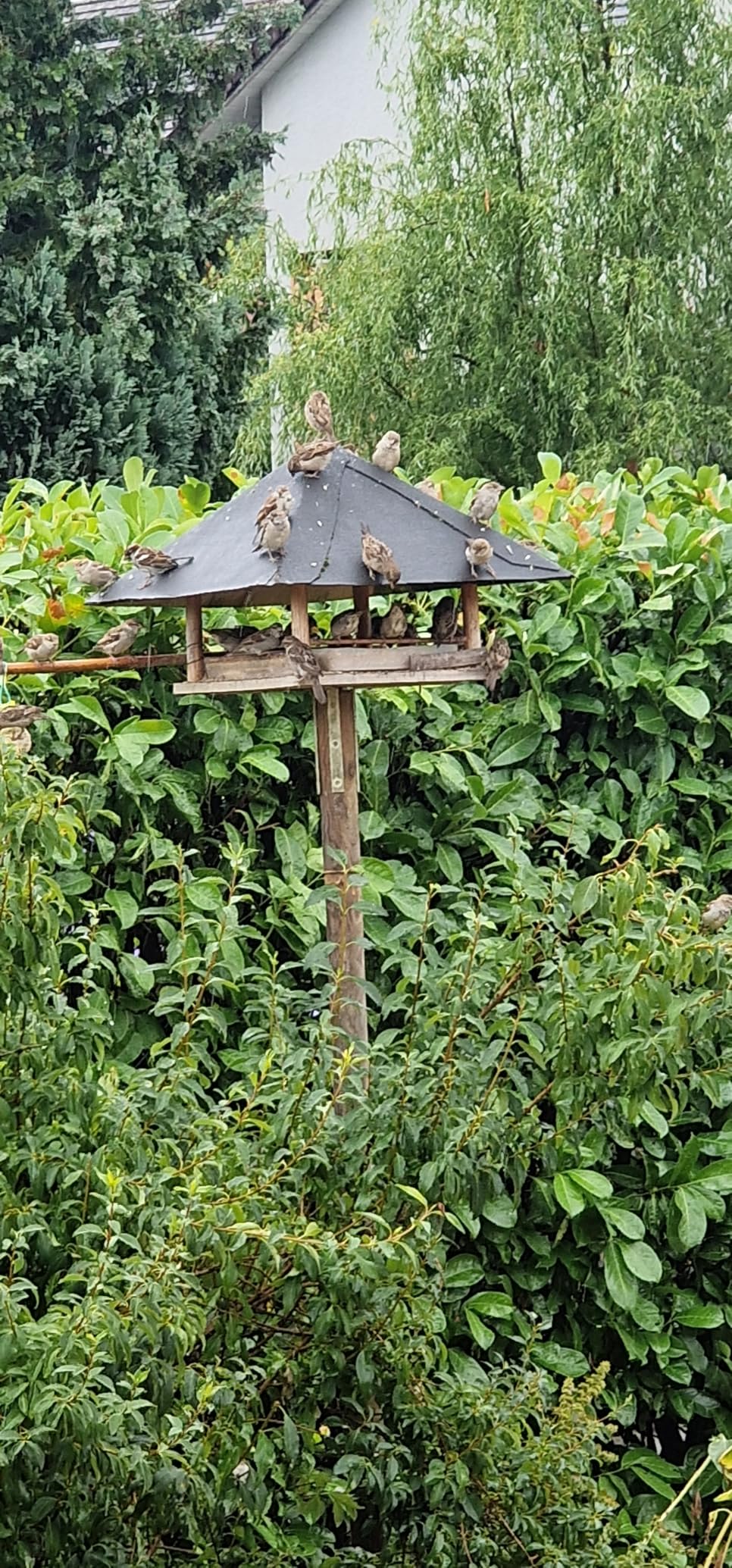 Dehner Natura Meisenknödel mit Netz 100 Stück 10 kg
