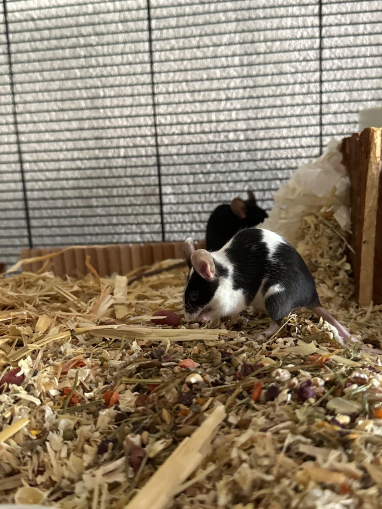 Mr. Crumble Farbmaus-Futter Mäusefutter ohne Pellets 1000 g