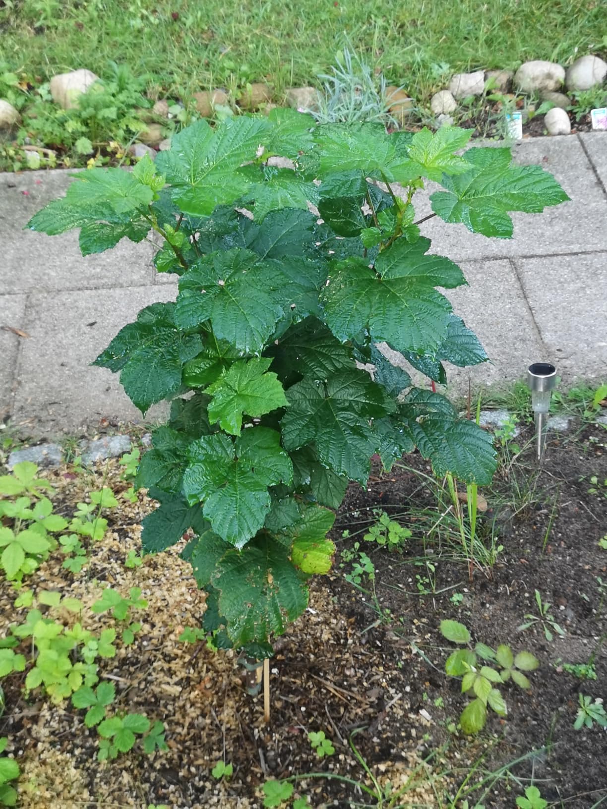 Dehner Bio Hornspäne Dünger 2,5kg stickstoffreich