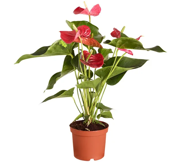 Dehner Gartencenter Große Flamingoblume rot 50-60 cm Topf 17 cm