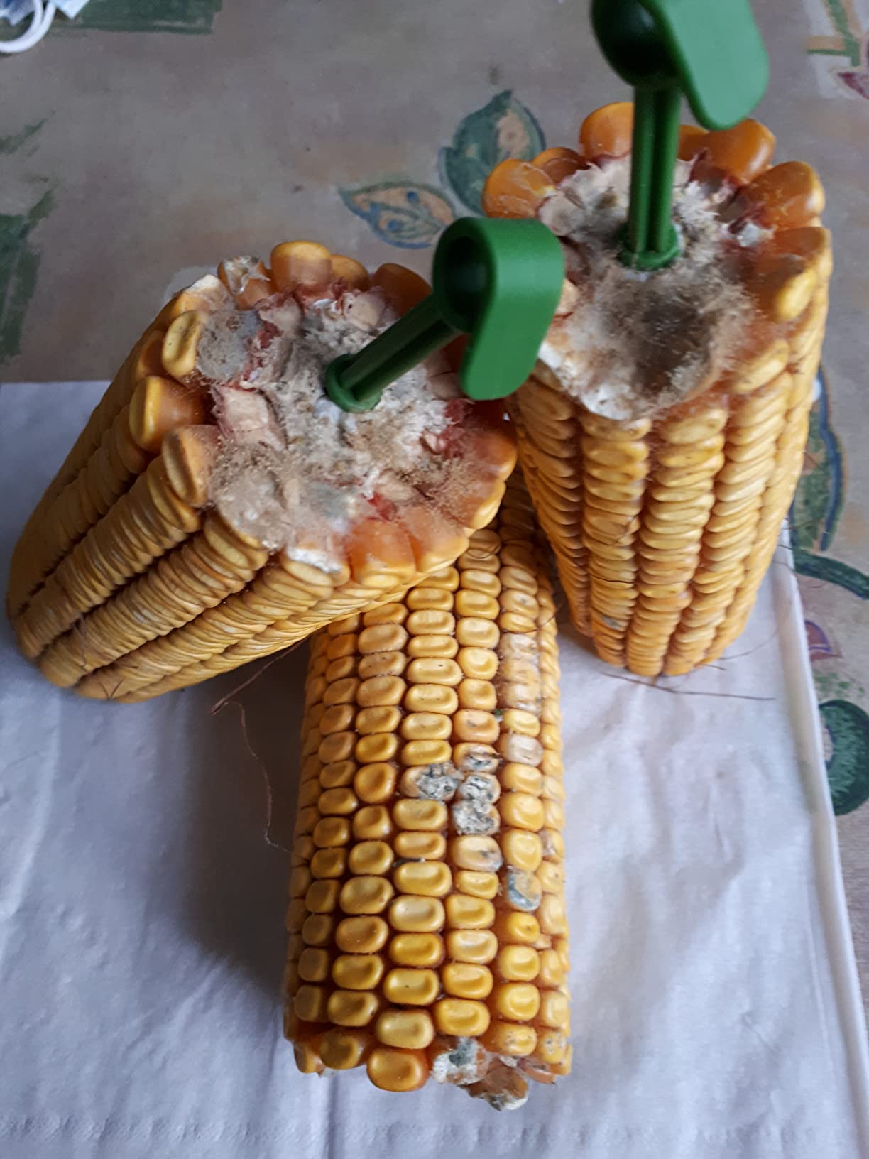 Dehner Lieblinge Maiskolben Nagersnack 7x200g naturbelassen