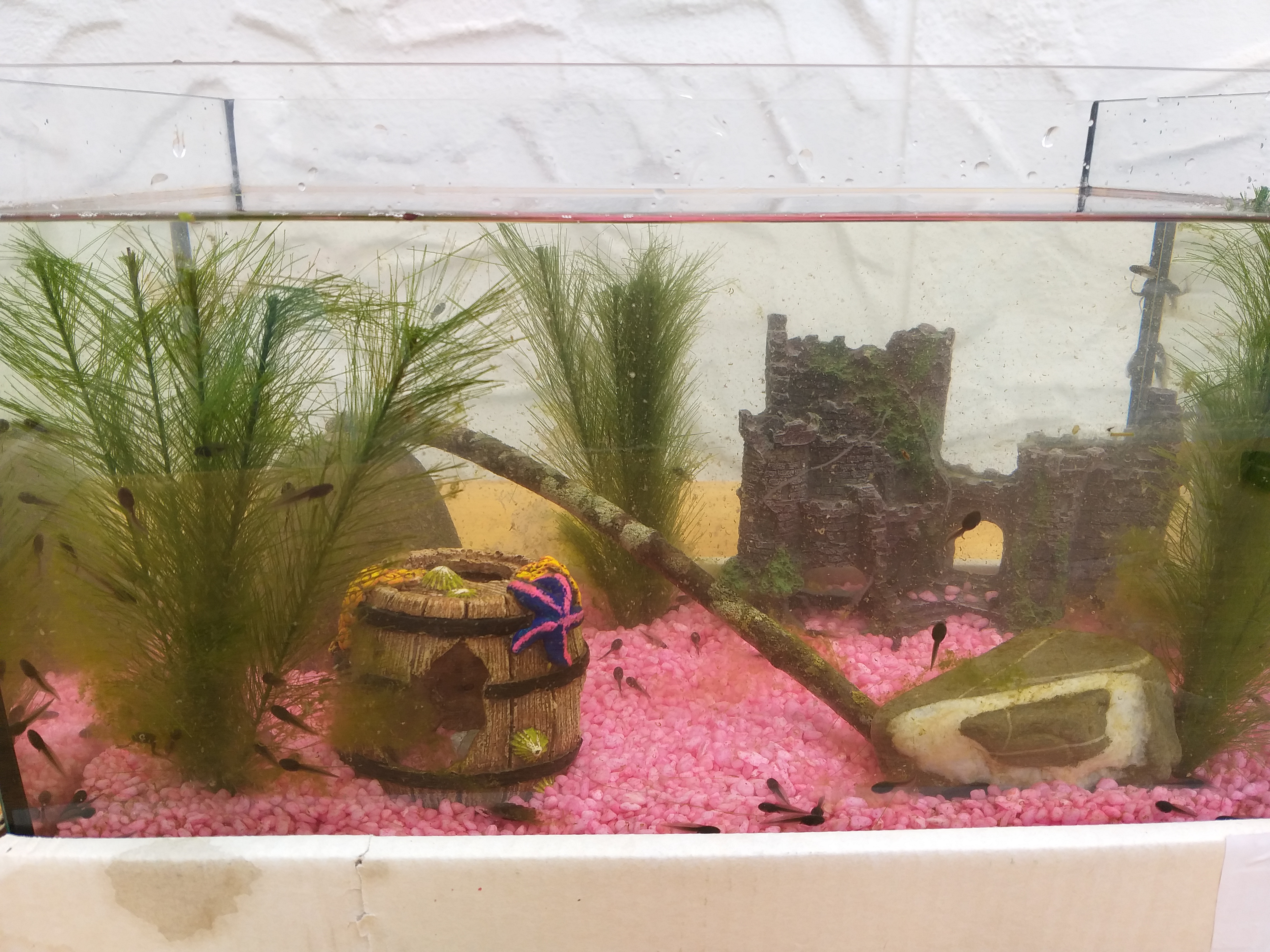 Dehner Aqua Aquarienkies 4-6 mm pastellgrün 5 kg