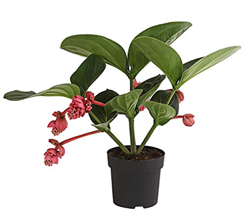 Dehner Premium Lovely Medinille Flamenco rosa-rot Topf 17 cm