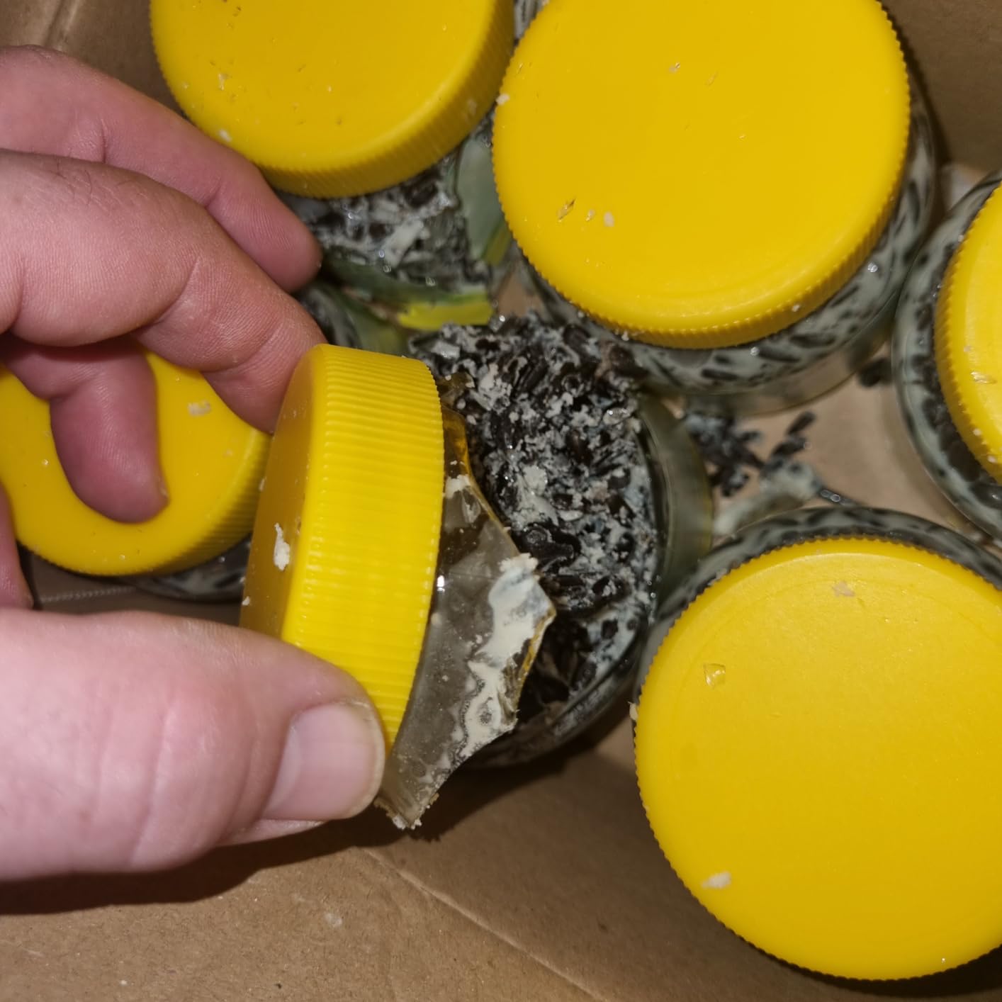 Dehner Natura Wildvogelfutter Rindertalg 8x250g zuckerfrei