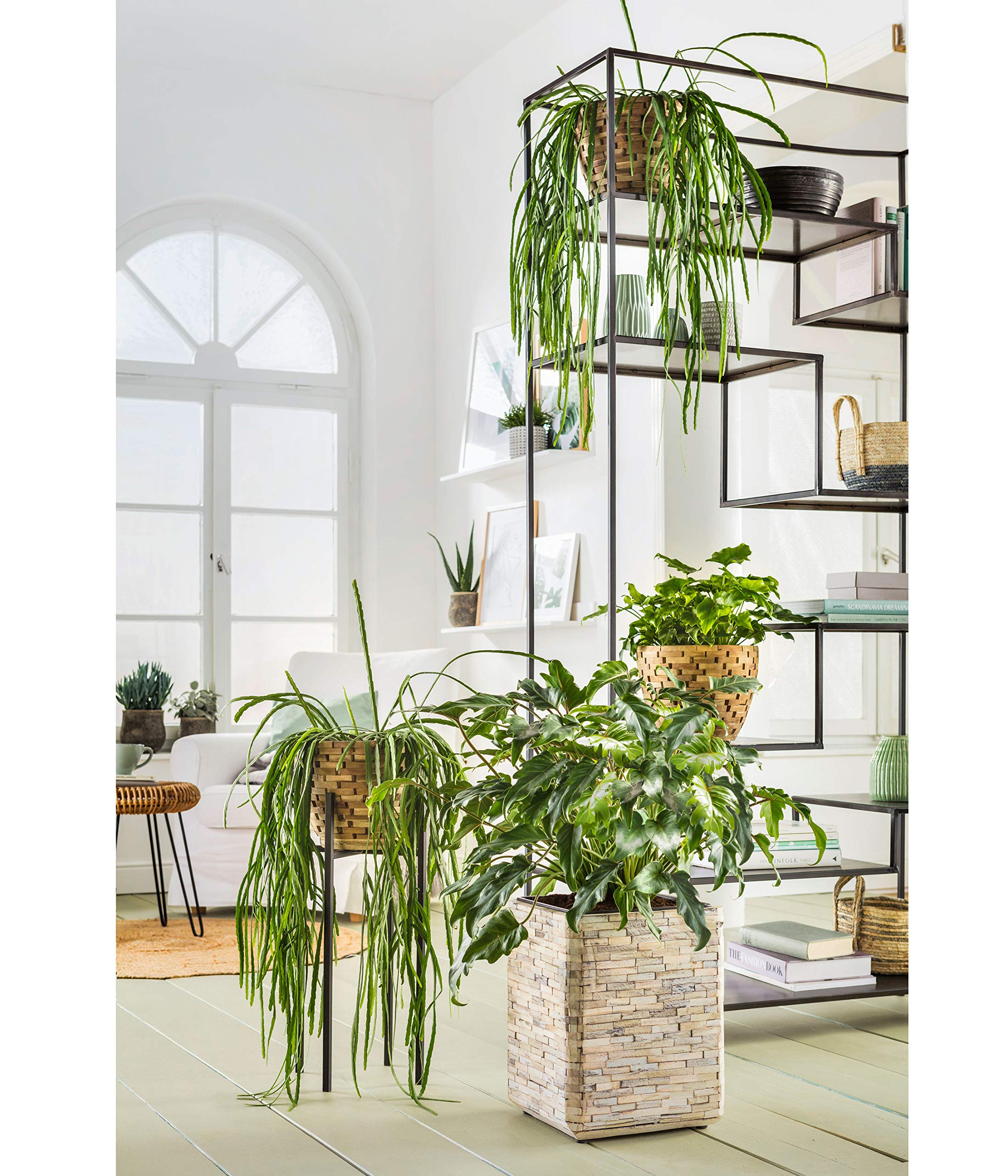 Dehner Premium Milan Blumentopf Ø 32 cm Holz braun