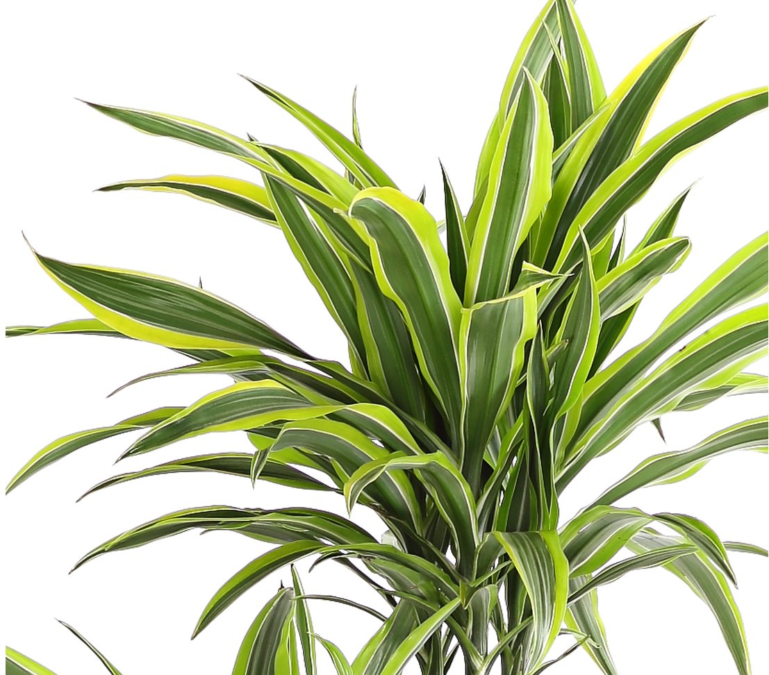 Dehner Lemon Lime Drachenbaum 120-140 cm Topf 24 cm gestreift