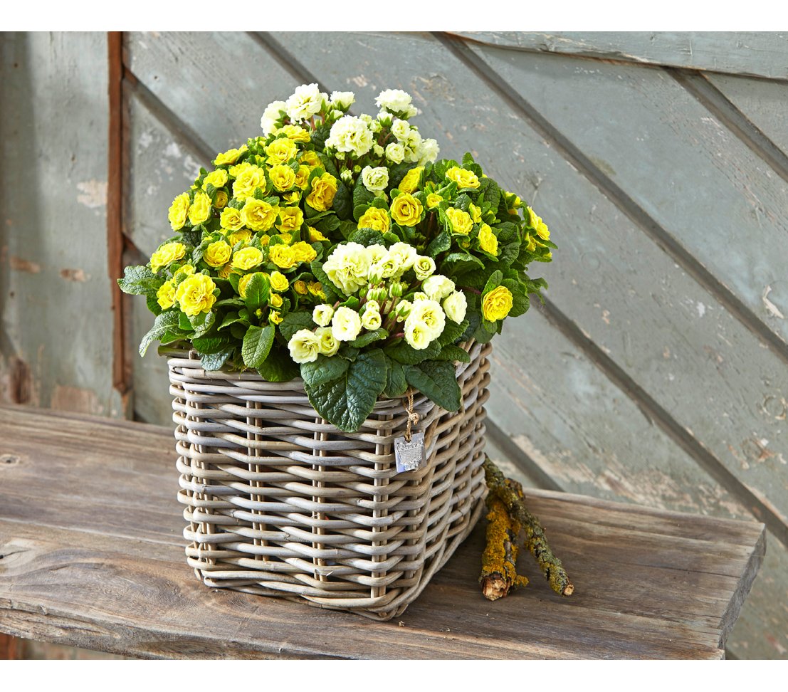 Dehner Premium Lovely Rattan Pflanztopf 27 cm grau-braun