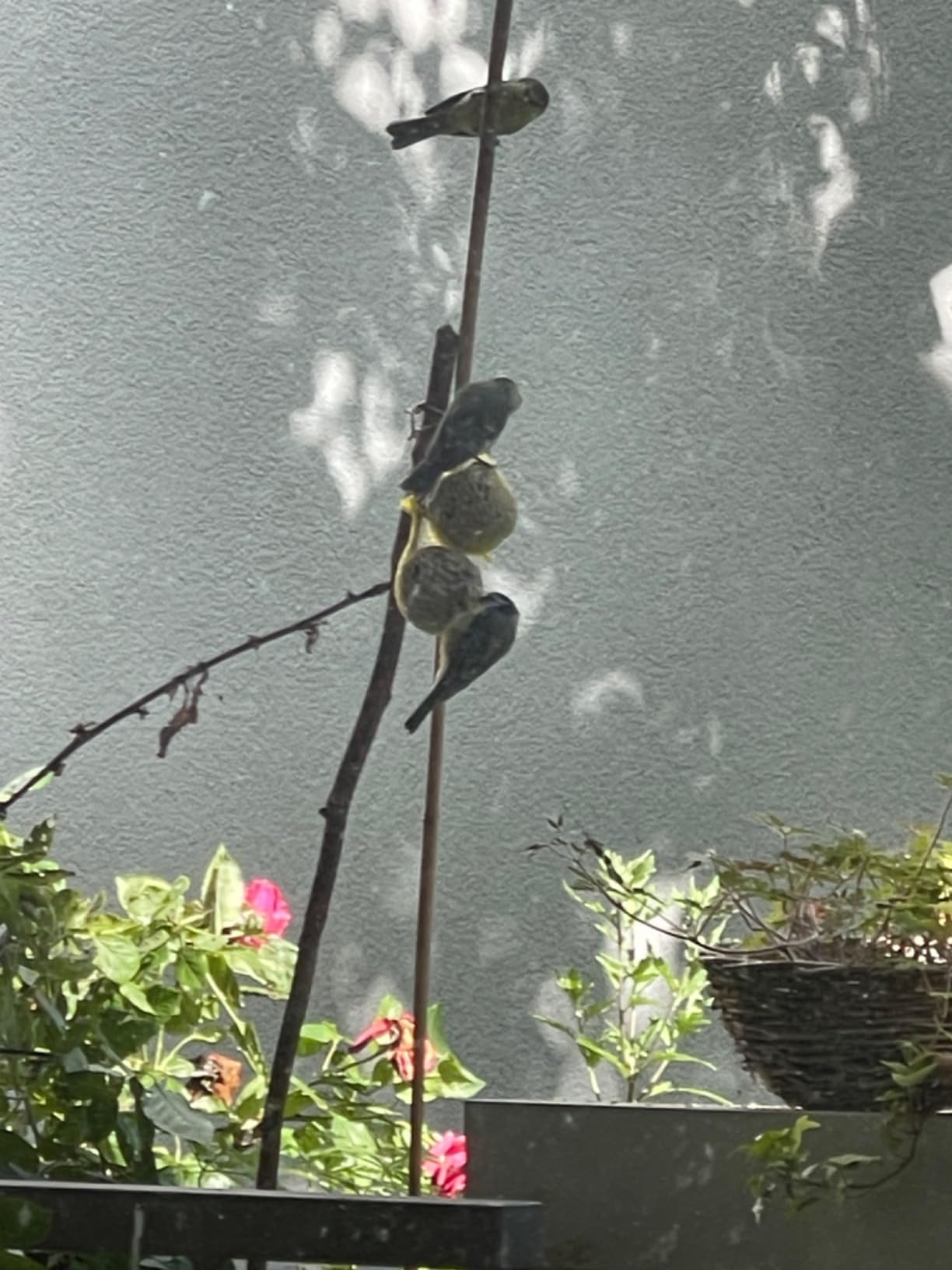 Dehner Natura Premium Meisenknödel Netz 30x90g Karton