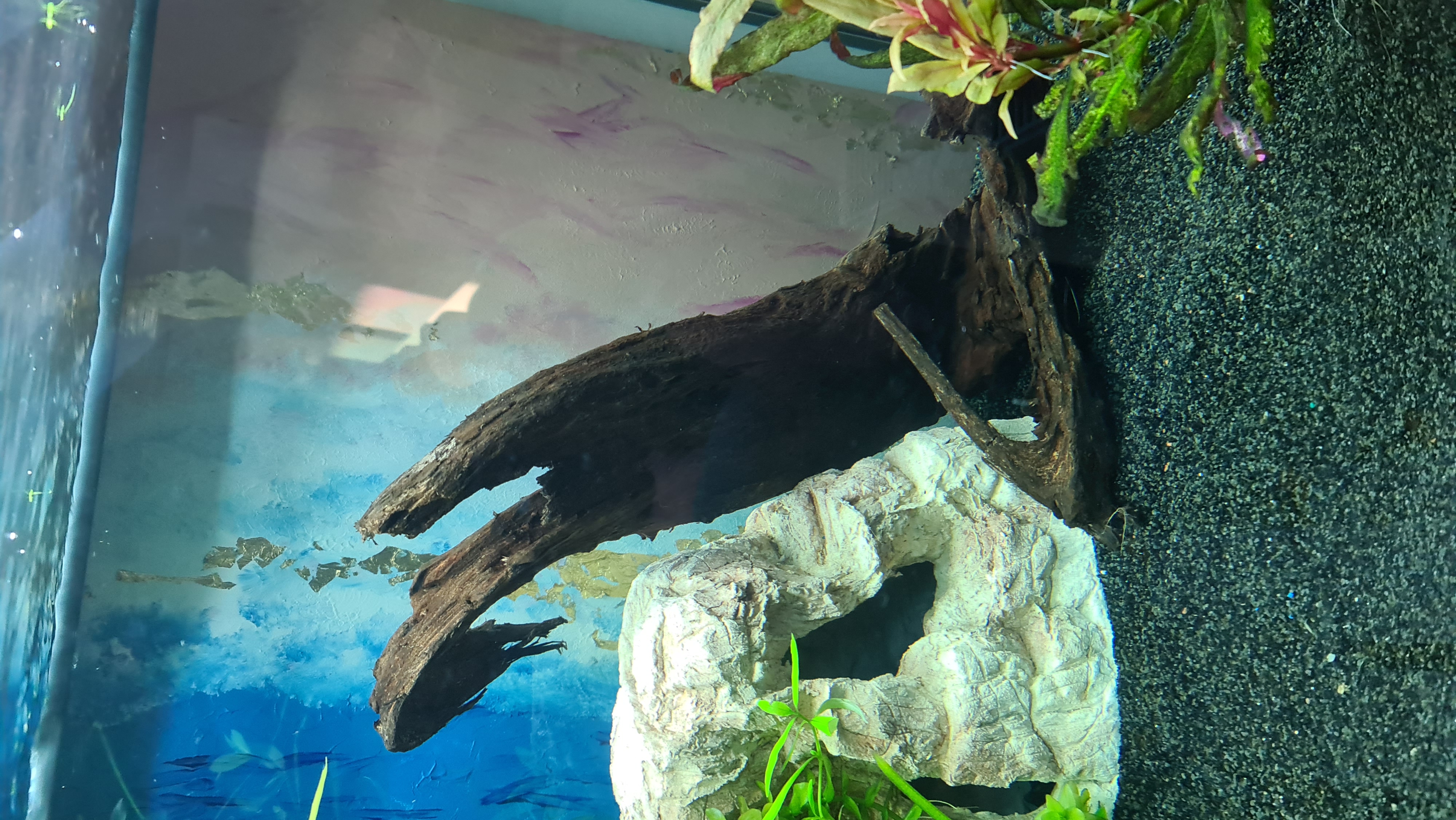 Dehner Aqua Mangrovenwurzel medium Aquariendeko 30-40 cm