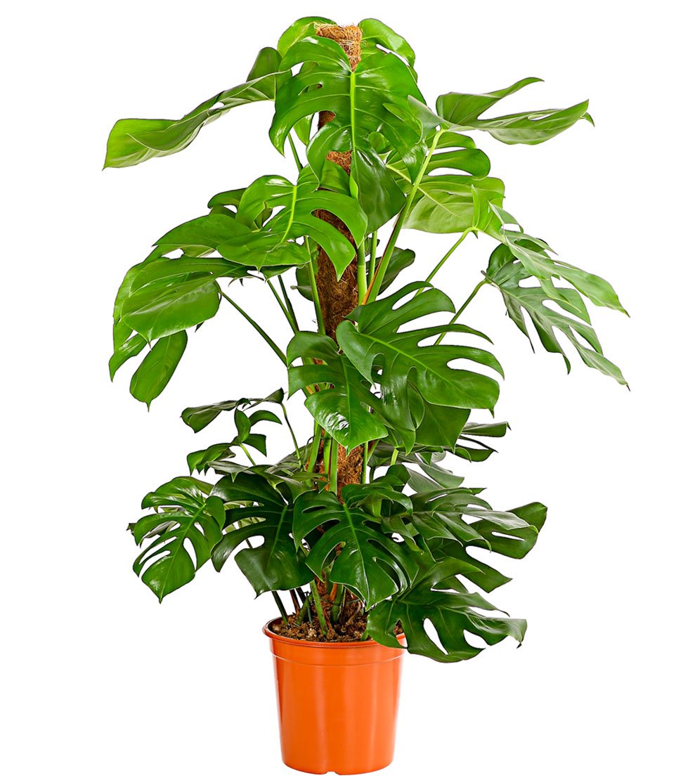 Dehner Premium Lovely Fensterblatt-Monstera Zimmerpflanze 19 cm mit Moosstab