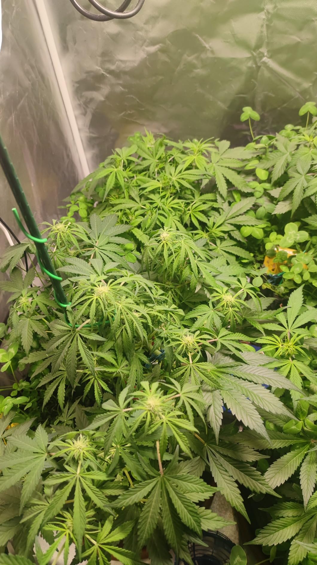 Dehner Bio Universaldünger Humusdünger 1,5kg organisch