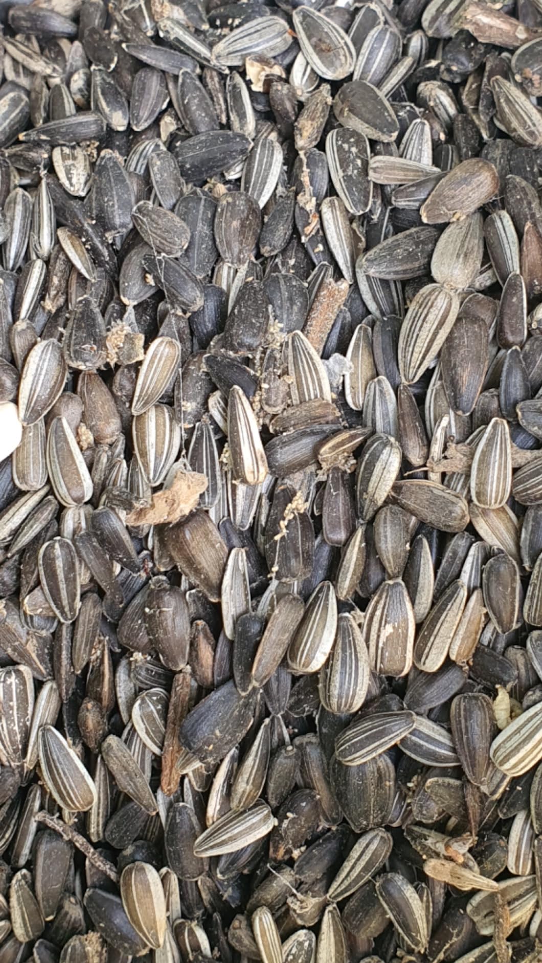 Dehner Natura Wildvogelfutter Ganzjahresfutter 2,5 kg