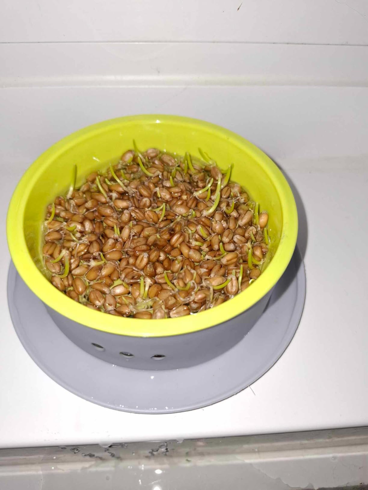 Dehner Lieblinge Katzengras Saatgut 6x100g 600g