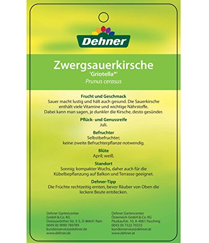 Dehner Griotella Zwergkirsche sauer 80-90 cm 6 l