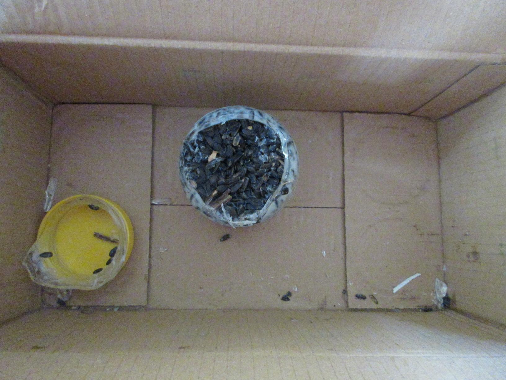 Dehner Natura Wildvogelfutter Rindertalg 8x250g zuckerfrei