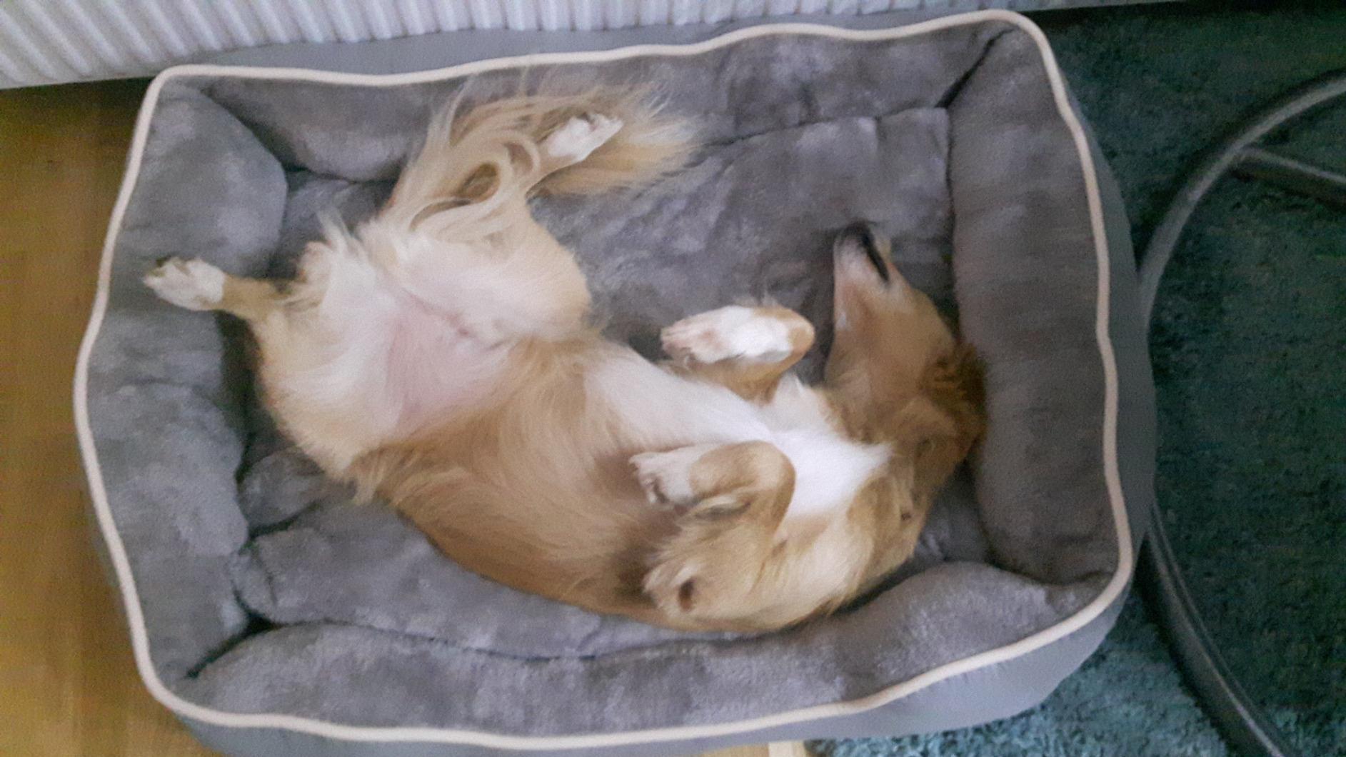Dehner Lieblinge Sammy Hundebett beige 61x48x18 waschbar